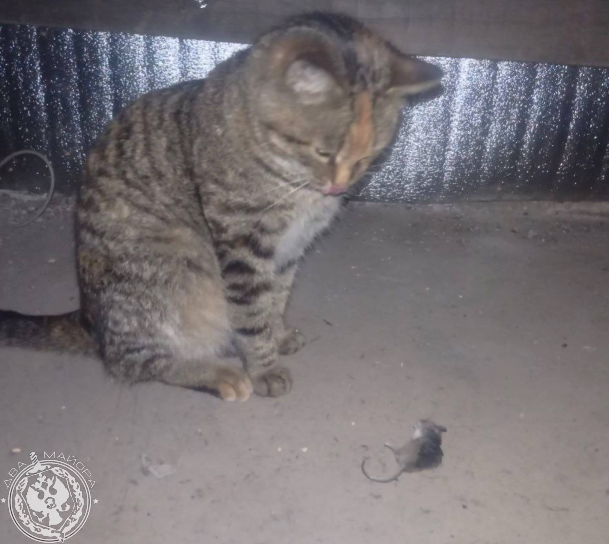 Два майора: Рубрика «Будни солдата» Два майора: Рубрика «Будни солдата»