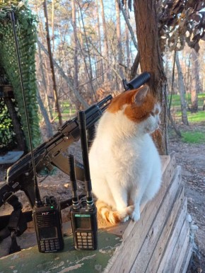 Михаил Онуфриенко: Жертва домашнего Василия заступила на пост на КПП/ПВН