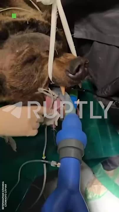 У медведей тоже бывает насморк: в Петербурге помогли косолапому с тяжелым ринитом — прочистили лобные пазухи и взяли биопсию
