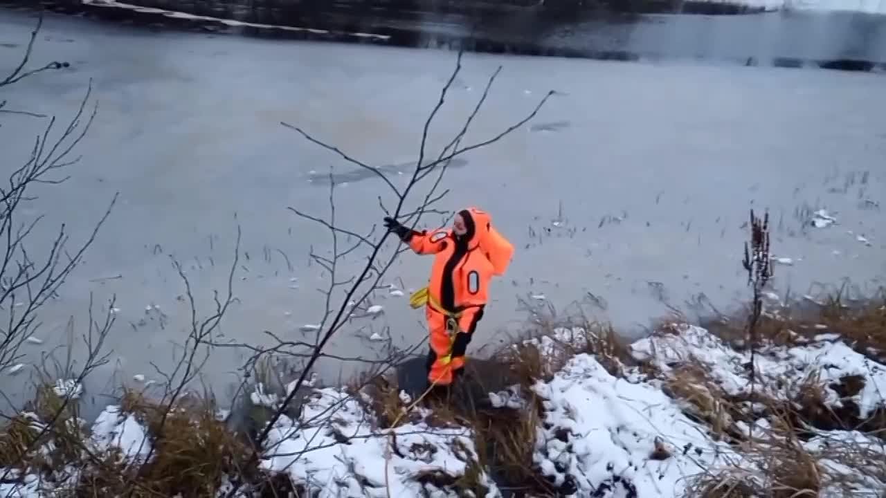В Кобрино спасли раненого селезня