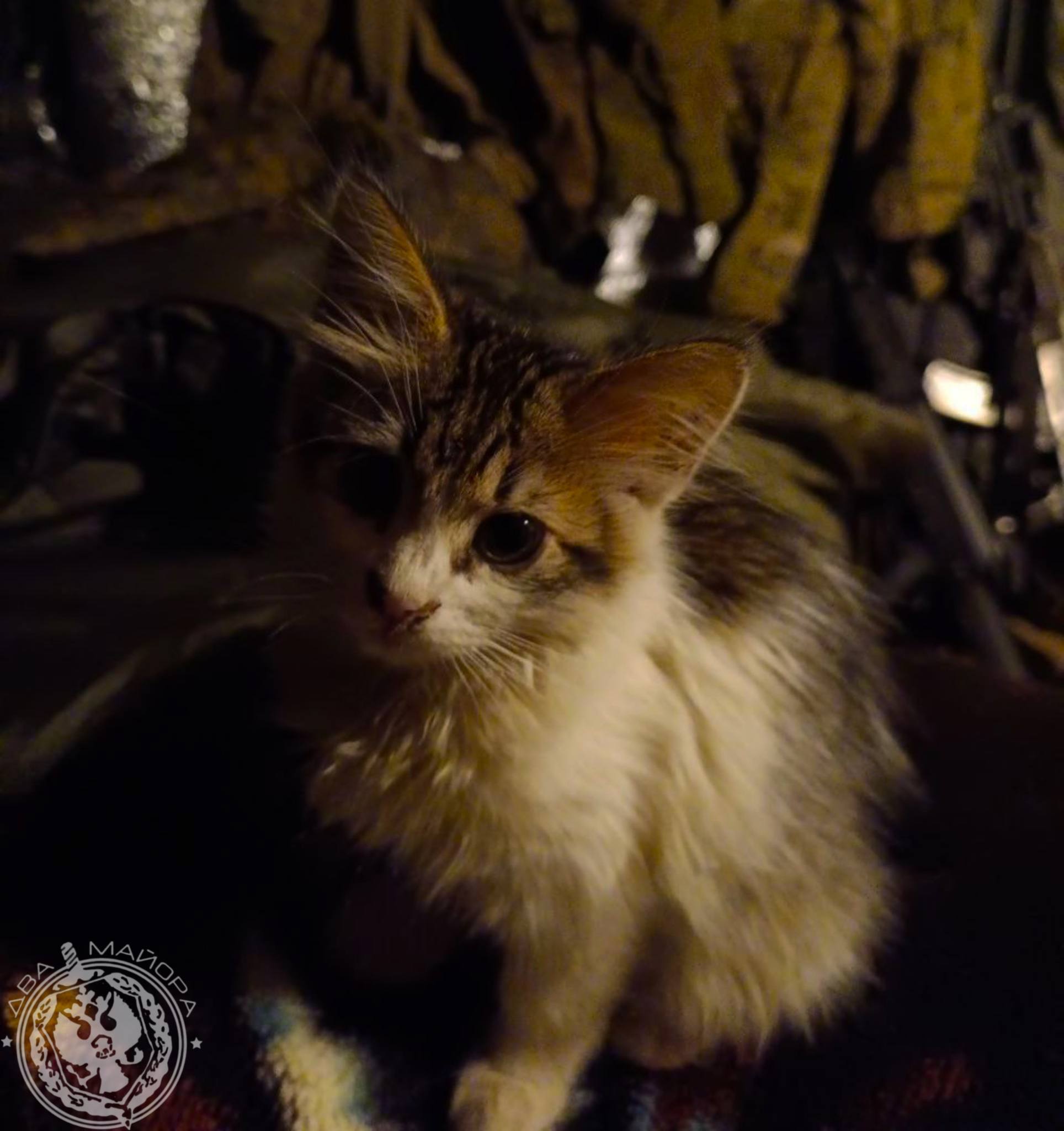 Два майора: Рубрика «Будни солдата» Два майора: Рубрика «Будни солдата»