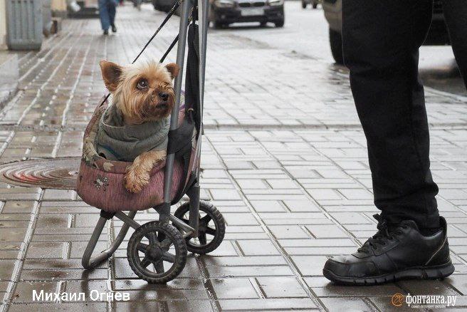 Ноябрь закончится дождями. Что ждет петербуржцев в выходные