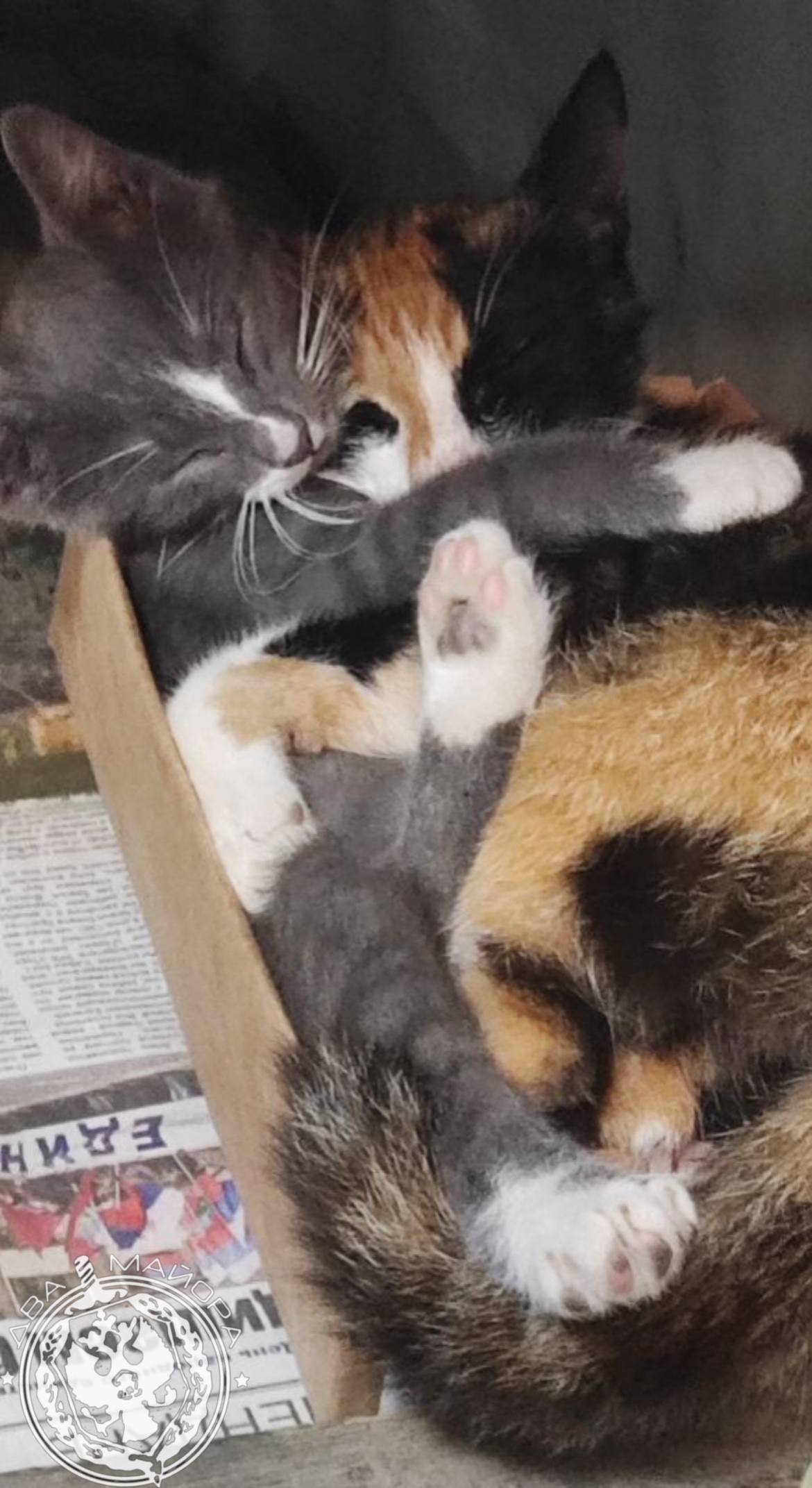 Два майора: Рубрика «Будни солдата» Два майора: Рубрика «Будни солдата»