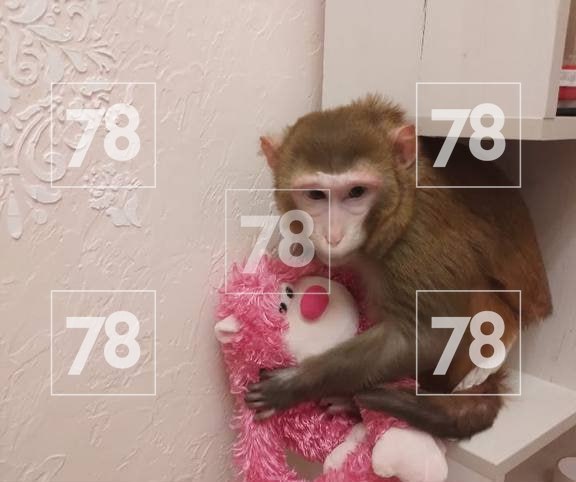 Пропавшая в Петербурге обезьянка Маша вернулась домой, сообщил её хозяин Роман