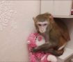 Обезьянка Маша, пропавшая в Петербурге, вернулась домой