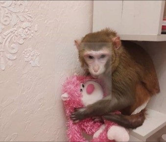 Обезьянка Маша, пропавшая в Петербурге, вернулась домой