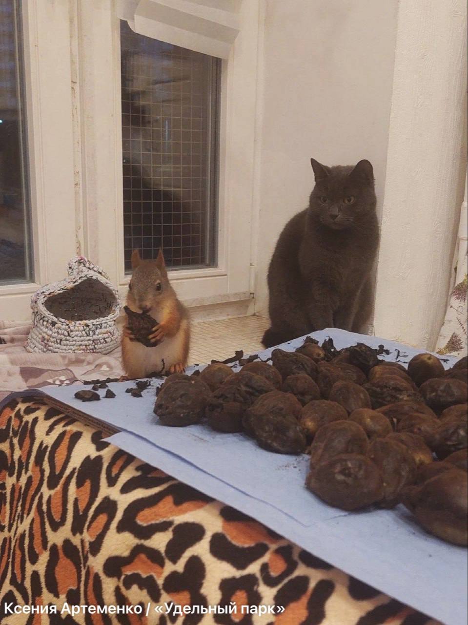 Многодетная мать: как петербурженка спасает раненых бельчат Многодетная мать: как петербурженка спасает раненых бельчат