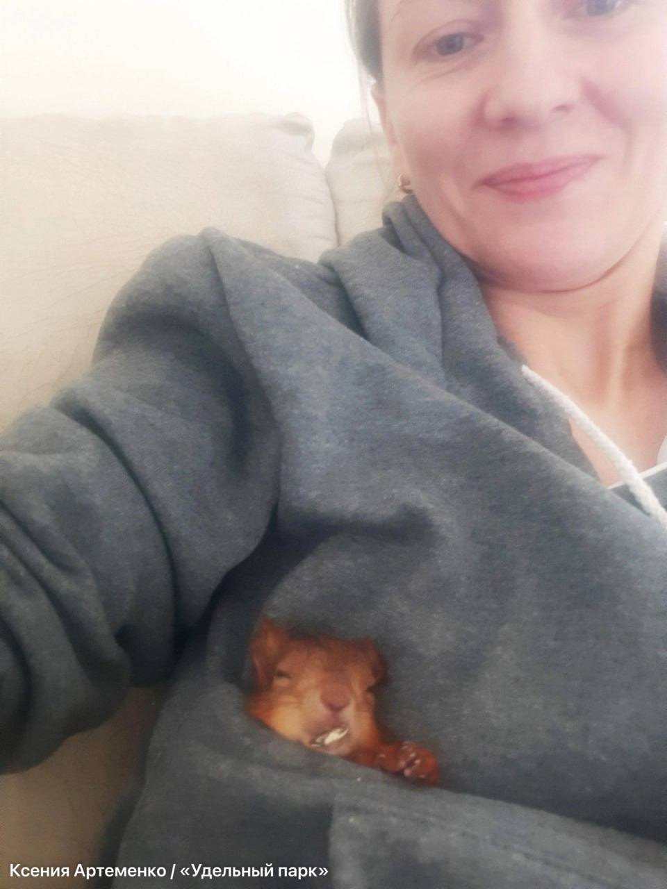 Многодетная мать: как петербурженка спасает раненых бельчат Многодетная мать: как петербурженка спасает раненых бельчат