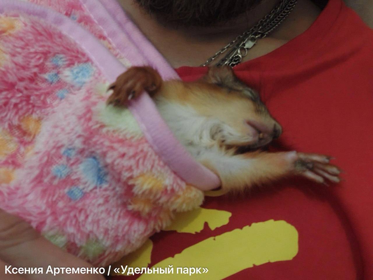 Многодетная мать: как петербурженка спасает раненых бельчат Многодетная мать: как петербурженка спасает раненых бельчат