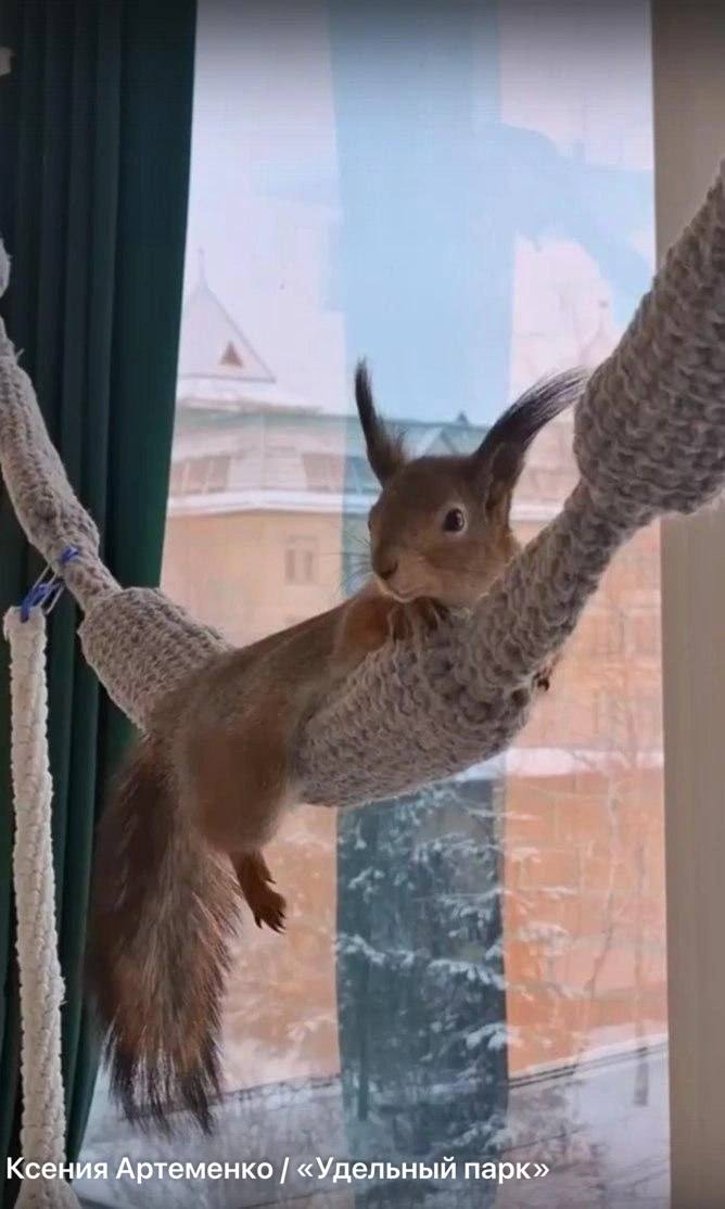 Многодетная мать: как петербурженка спасает раненых бельчат Многодетная мать: как петербурженка спасает раненых бельчат