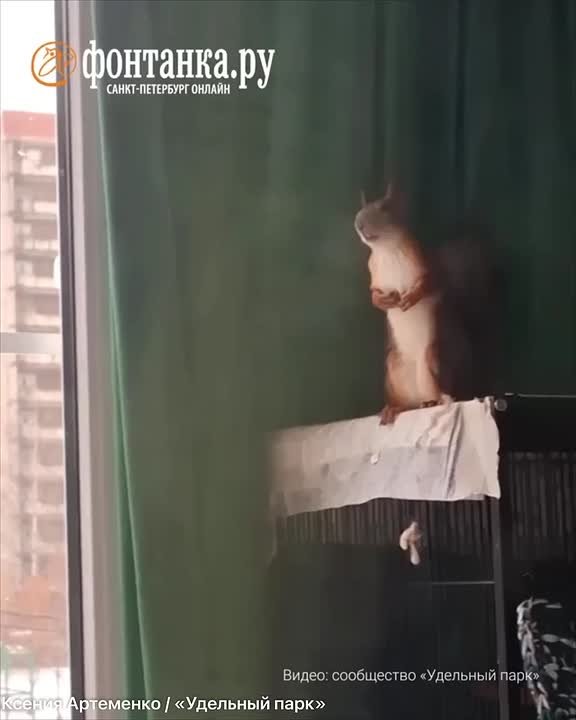 Многодетная мать: как петербурженка спасает раненых бельчат