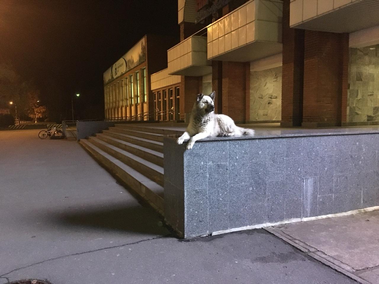 В Сосновом Бору умер знаменитый пес Кефир В Сосновом Бору умер знаменитый пес Кефир