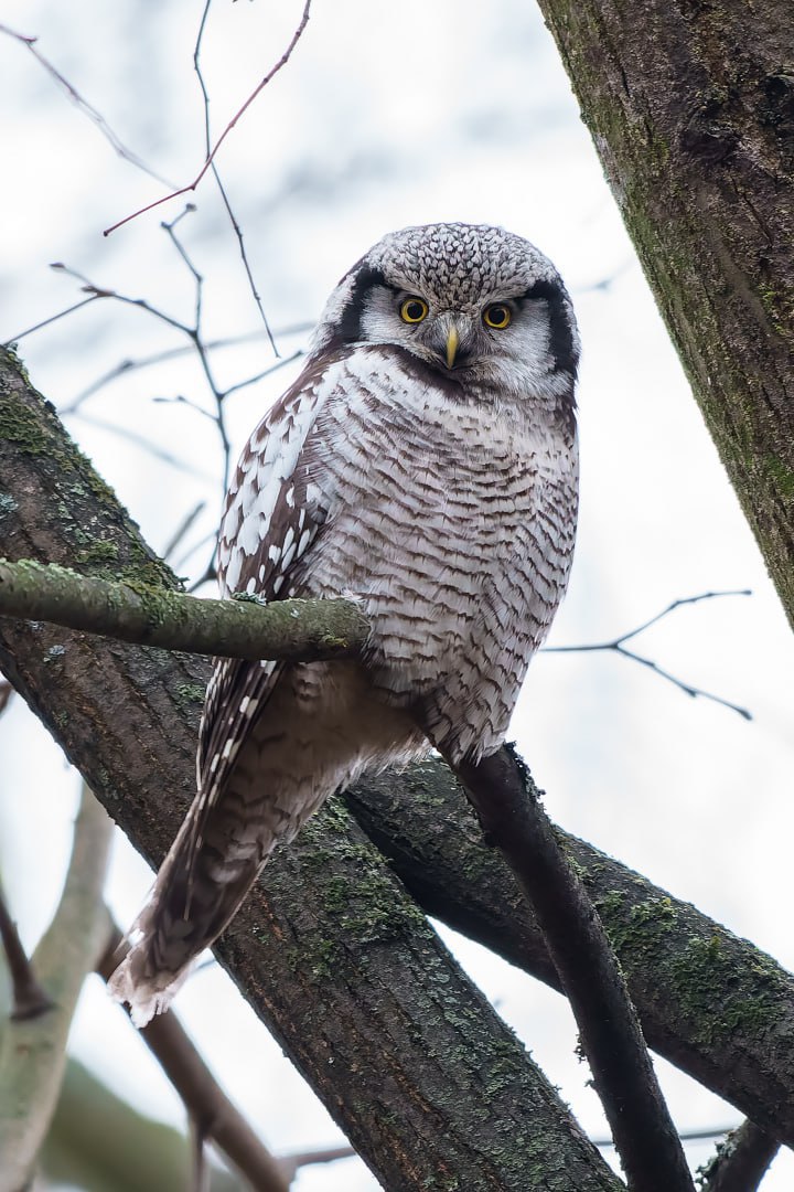 В одном из парков в центре Петербурга заметили ястребиную сову