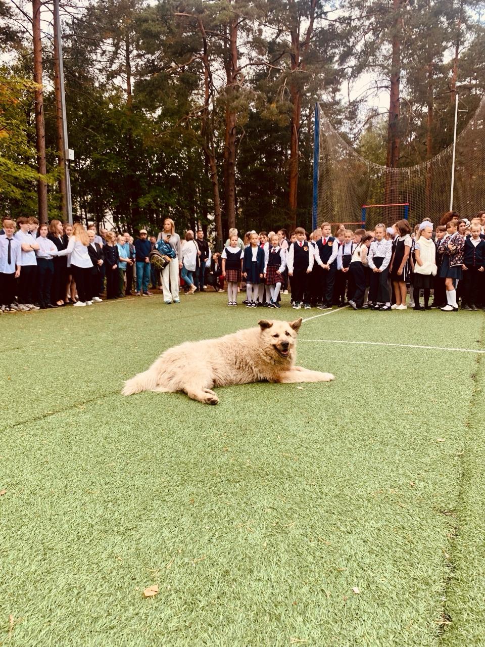 В Сосновом Бору умер знаменитый пес Кефир В Сосновом Бору умер знаменитый пес Кефир