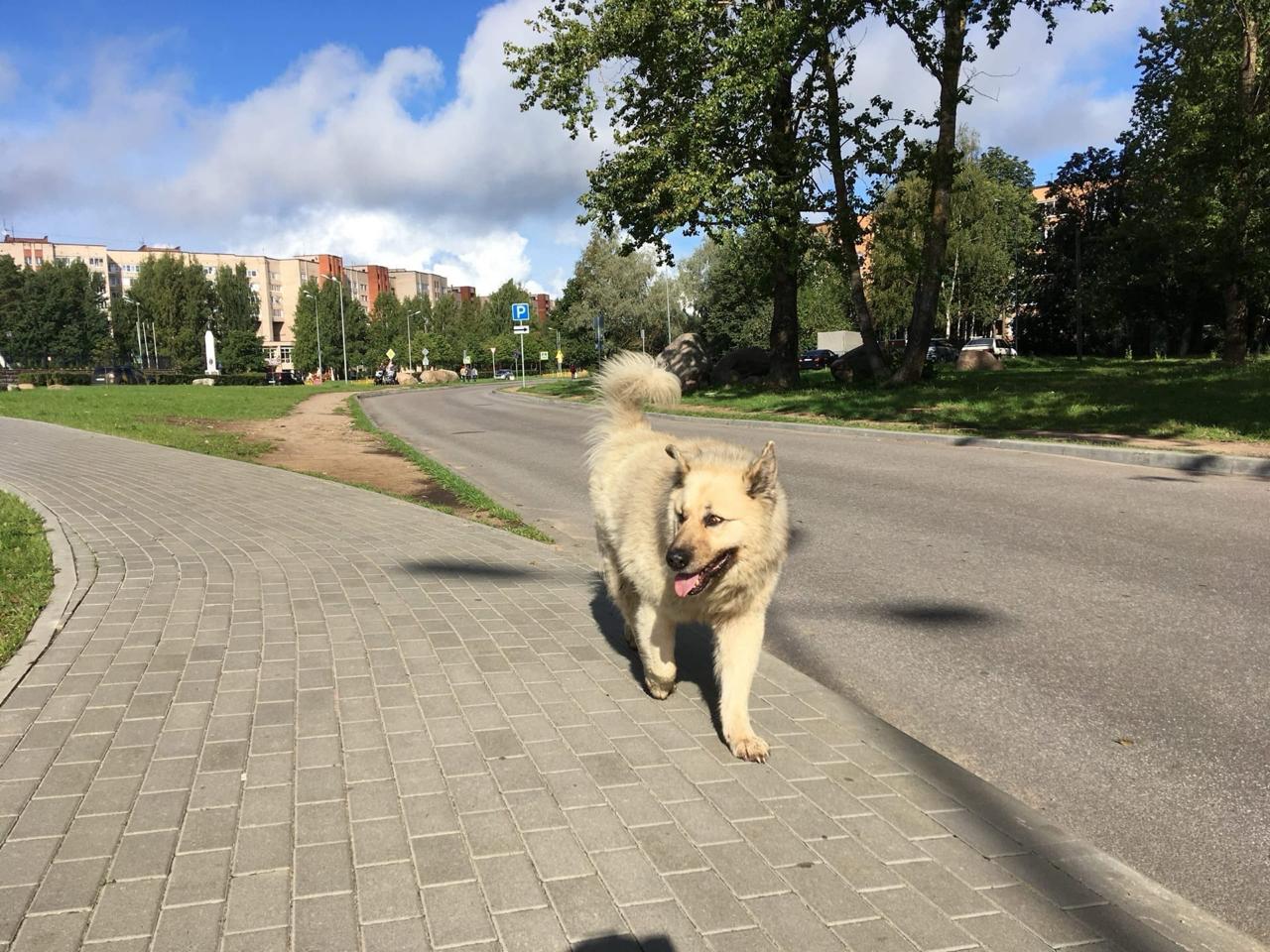 В Сосновом Бору умер знаменитый пес Кефир В Сосновом Бору умер знаменитый пес Кефир