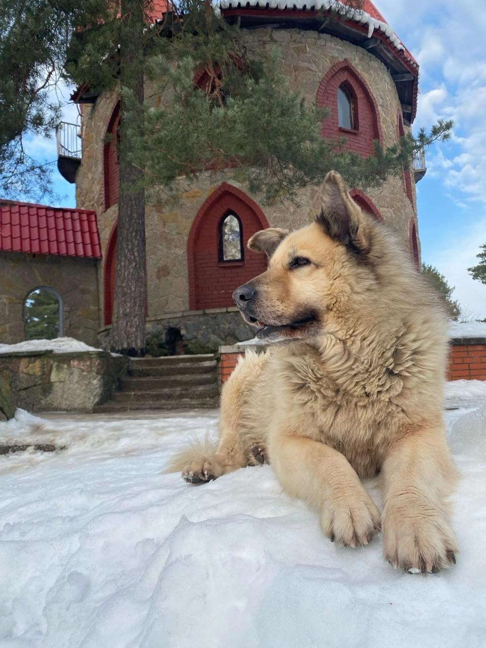 В Сосновом Бору умер знаменитый пес Кефир В Сосновом Бору умер знаменитый пес Кефир