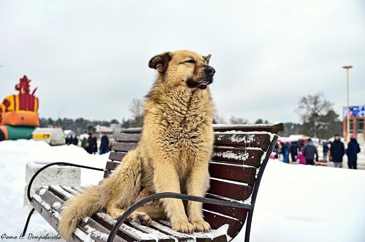 В Сосновом Бору умер знаменитый пес Кефир В Сосновом Бору умер знаменитый пес Кефир