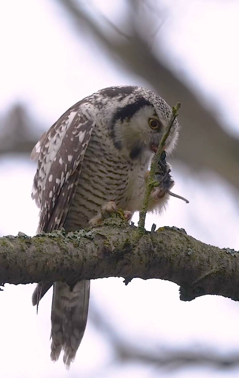 В одном из парков в центре Петербурга заметили ястребиную сову В одном из парков в центре Петербурга заметили ястребиную сову