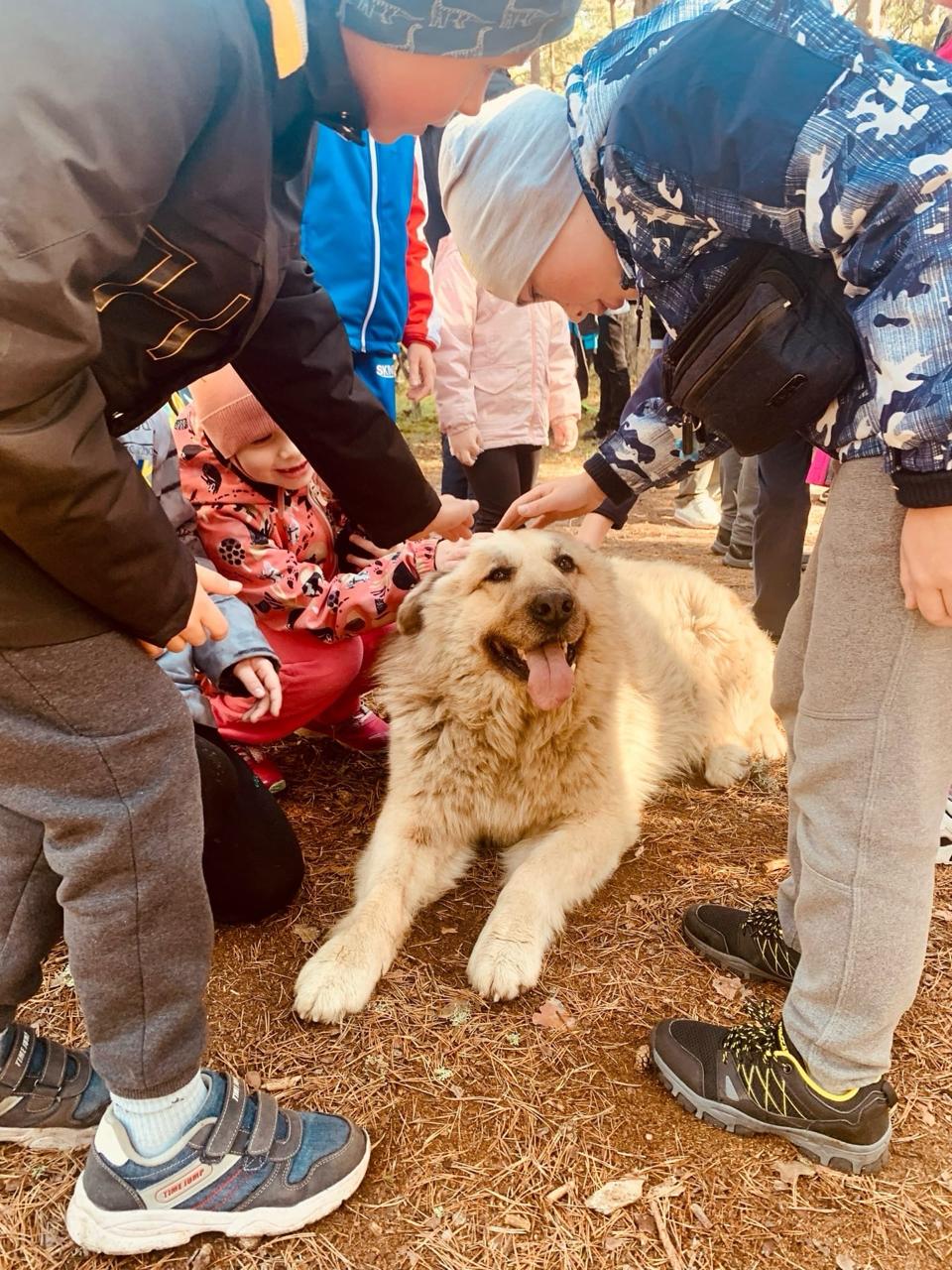 В Сосновом Бору умер знаменитый пес Кефир В Сосновом Бору умер знаменитый пес Кефир