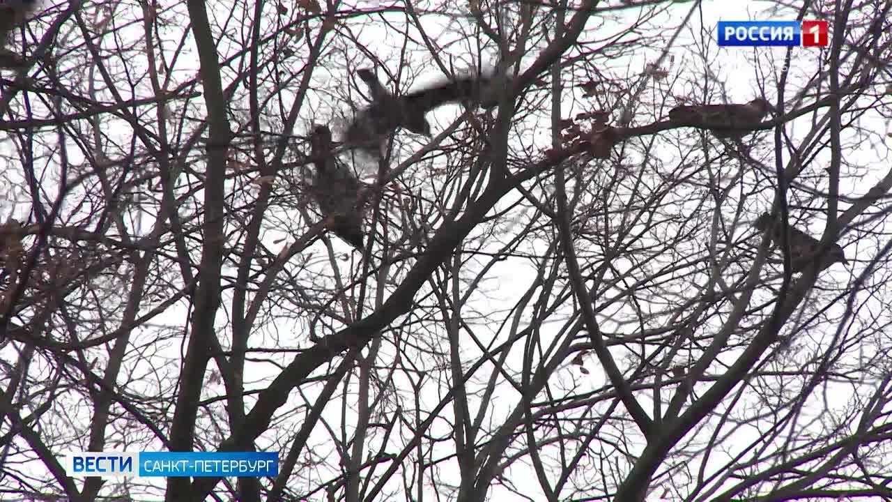 В Петербурге зима началась с тепла и дождей