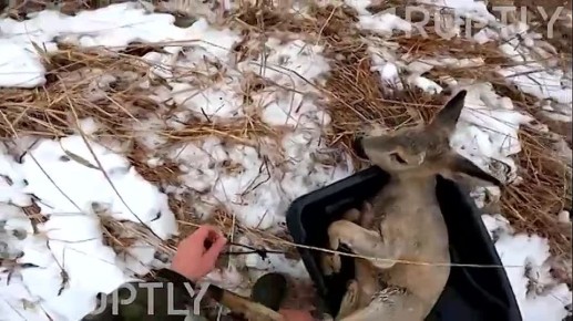 Минутка доброты: Русские рыбаки спасли почти 30 косуль из ледяного плена