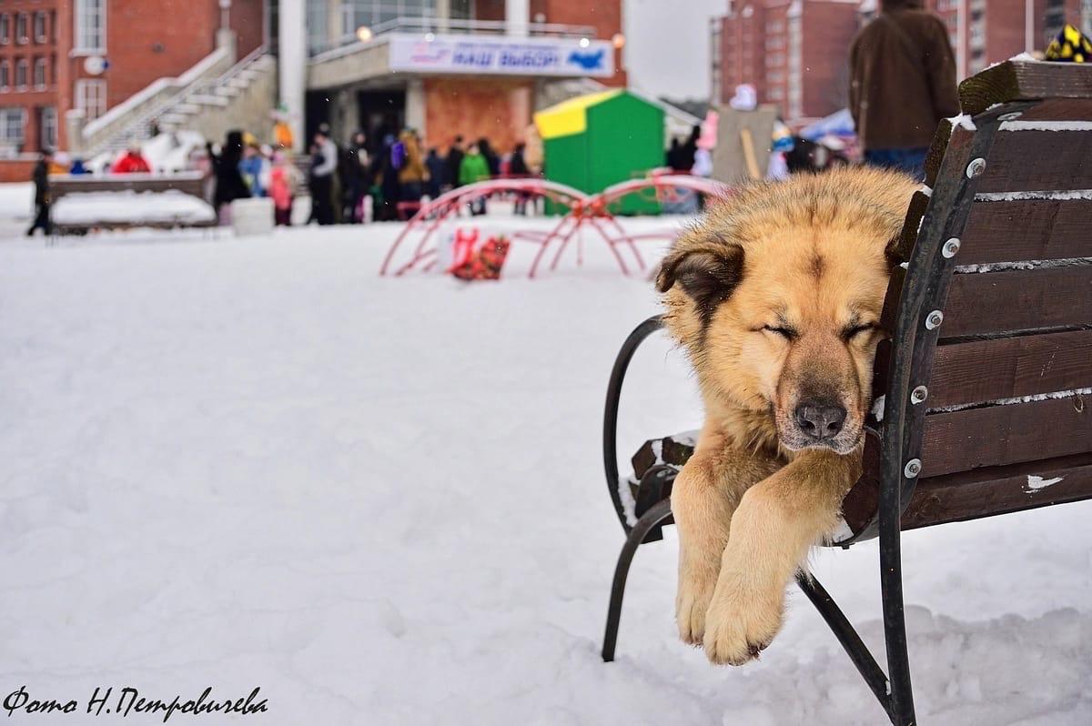 В Сосновом Бору умер знаменитый пес Кефир В Сосновом Бору умер знаменитый пес Кефир