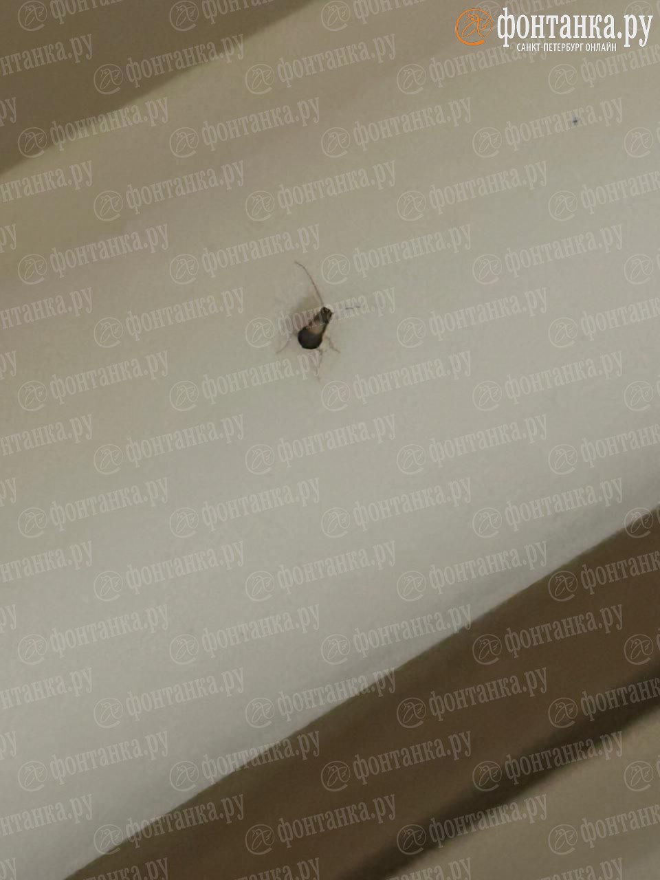 «Несколько ночей невозможно спать» «Несколько ночей невозможно спать»