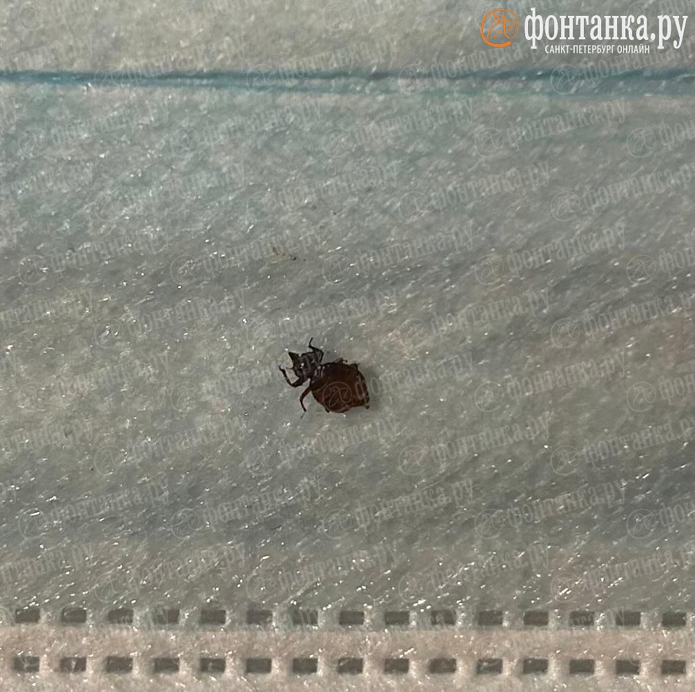 «Несколько ночей невозможно спать» «Несколько ночей невозможно спать»