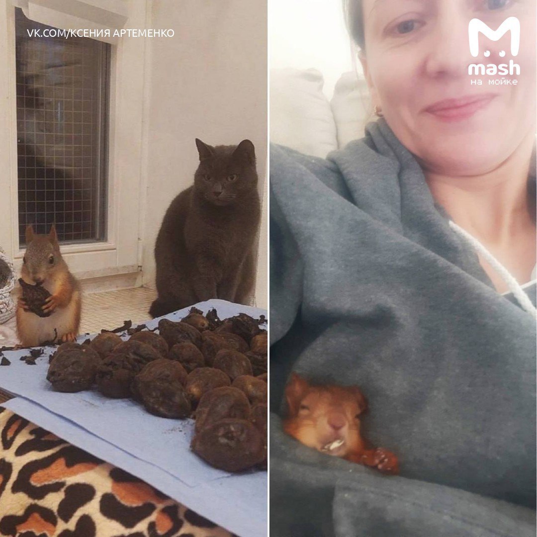 Я не могу без бельчат. Петербурженка устроила в своей квартире беличий приют в память о трагически погибшем рыжике — в её здравнице уже успели вылечиться десятки малышей Я не могу без бельчат. Петербурженка устроила в своей квартире беличий приют в память о трагически погибшем рыжике — в её здравнице уже успели вылечиться десятки малышей