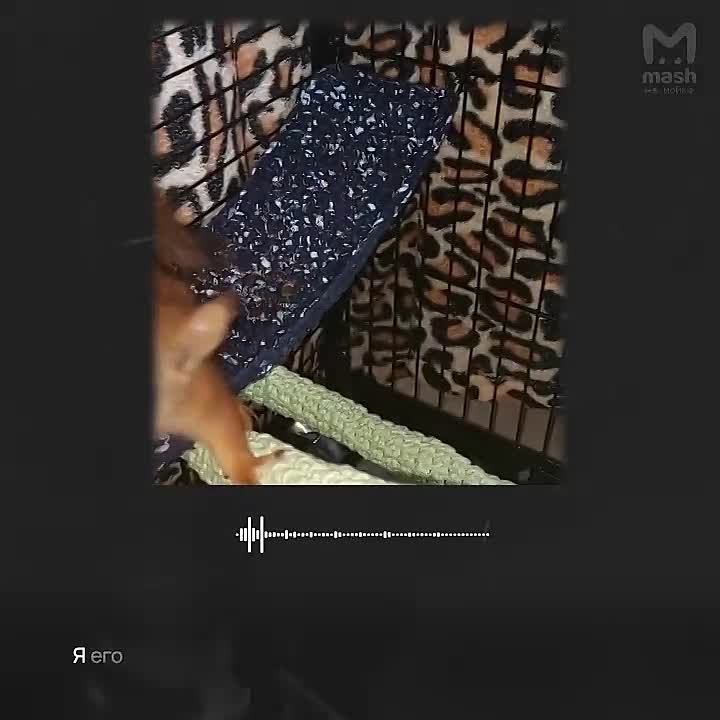 Я не могу без бельчат. Петербурженка устроила в своей квартире беличий приют в память о трагически погибшем рыжике — в её здравнице уже успели вылечиться десятки малышей