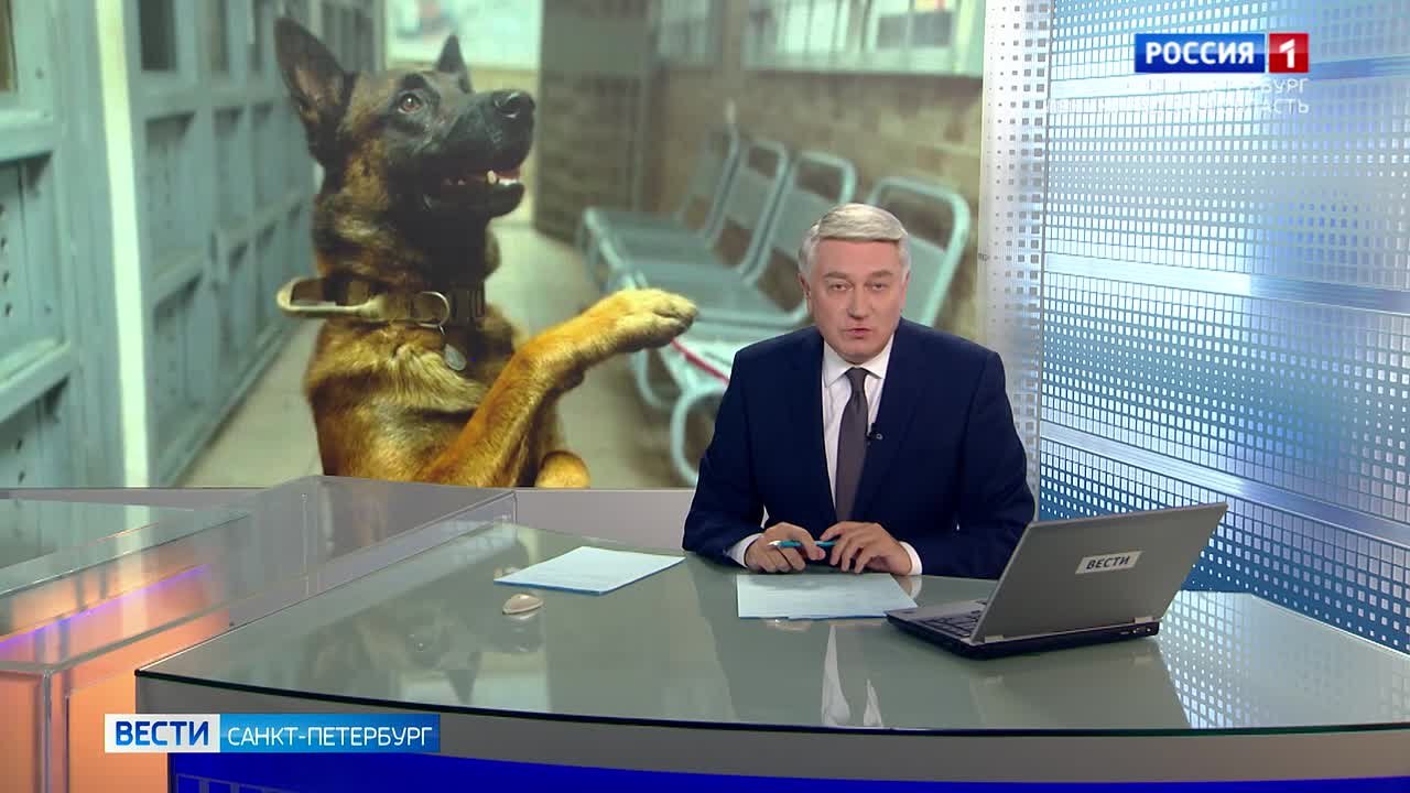 Полицейская собака помогла найти пропавшего в Петербурге ребенка