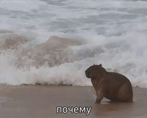 Мединский считал, что капибара — это название мягких игрушек