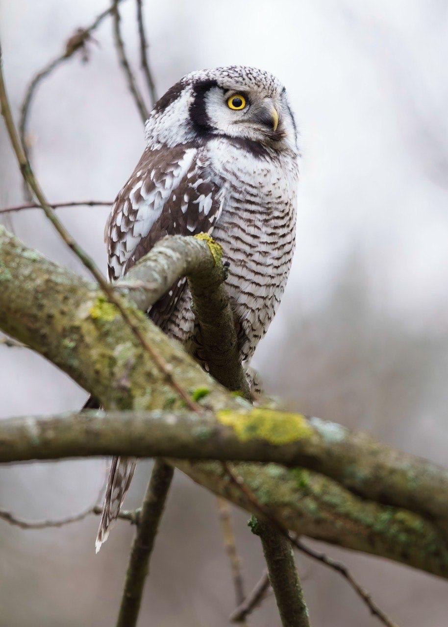 В Петербург наведалась ястребиная сова В Петербург наведалась ястребиная сова