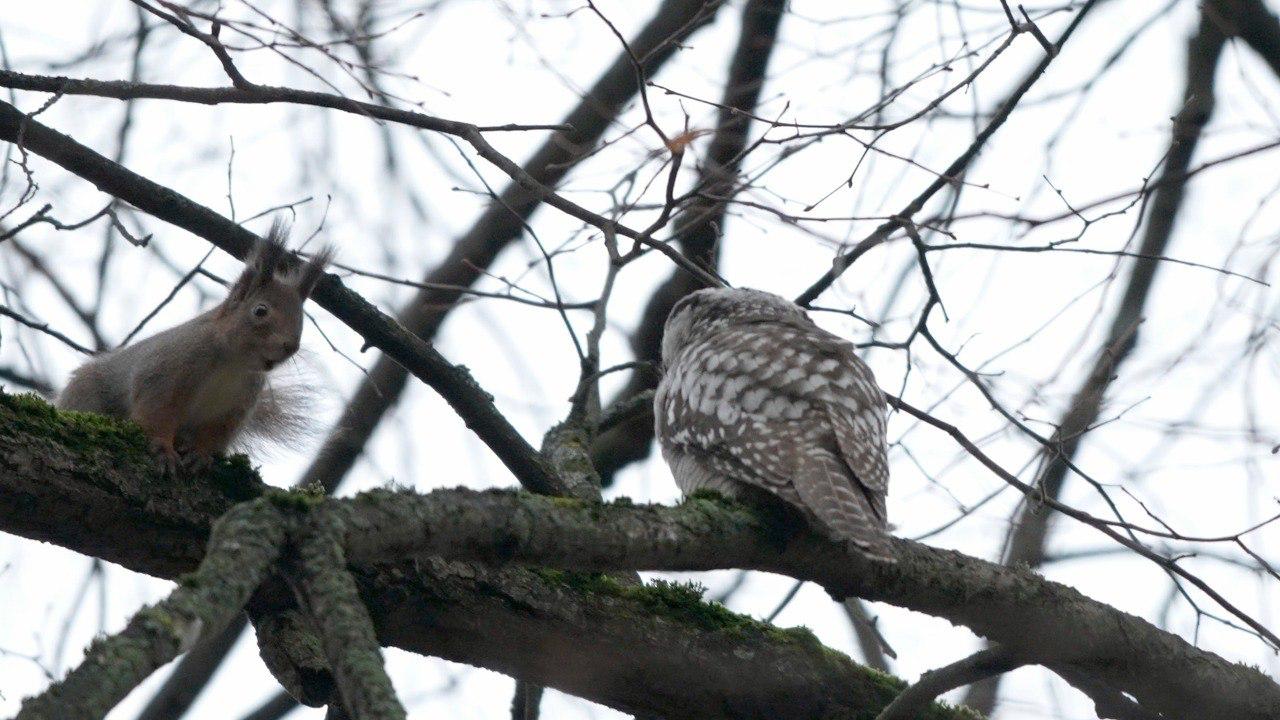 В Петербург наведалась ястребиная сова В Петербург наведалась ястребиная сова