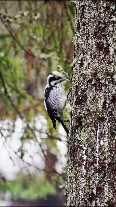 На севере Ленобласти запечатлели редкого трехпалого дятла