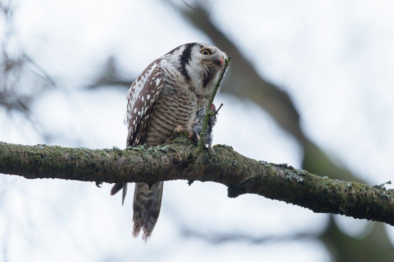 В Петербург наведалась ястребиная сова В Петербург наведалась ястребиная сова