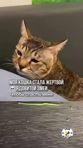 Русским кошкам не то что серые мышки, но и зеленые балийские гадюки по зубам