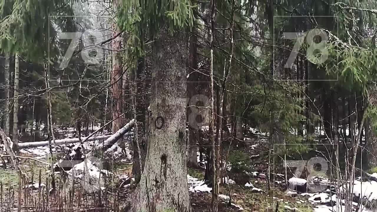 Показываем 120-летнюю красавицу елку, которую установят на Дворцовой площади