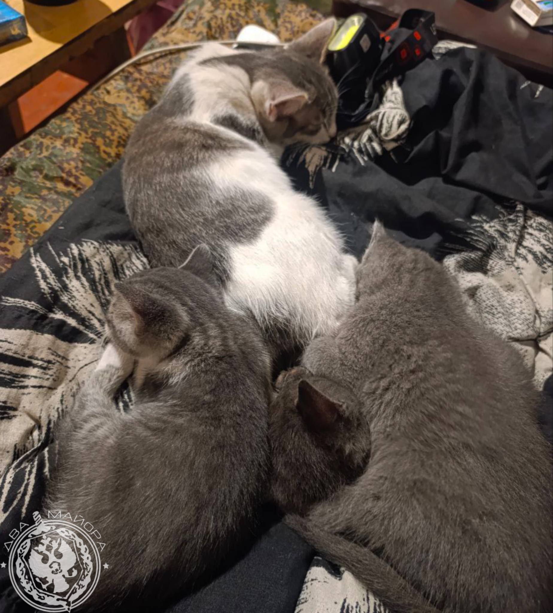 Два майора: Рубрика «Будни солдата» Два майора: Рубрика «Будни солдата»