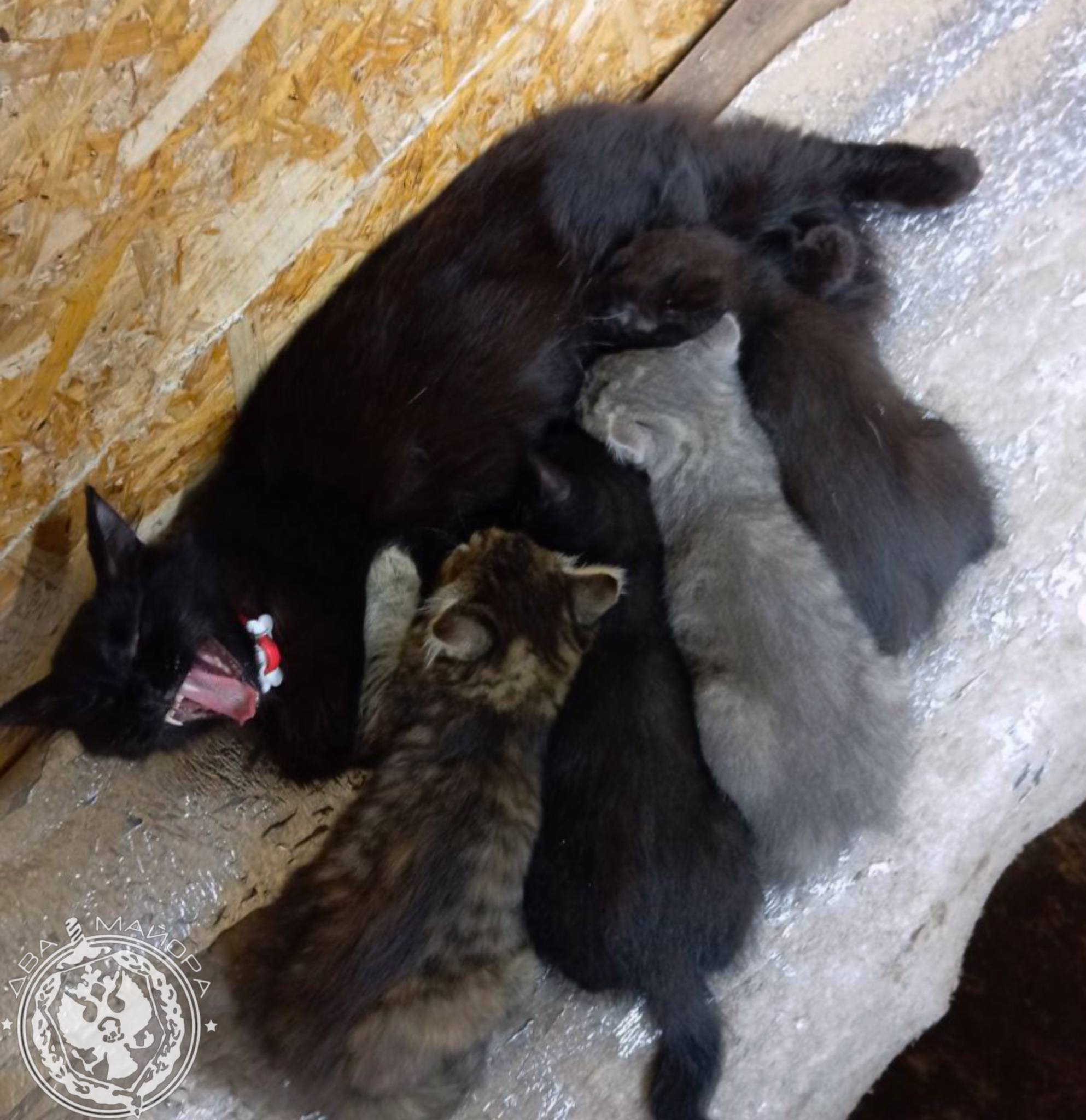 Два майора: Рубрика «Будни солдата» Два майора: Рубрика «Будни солдата»