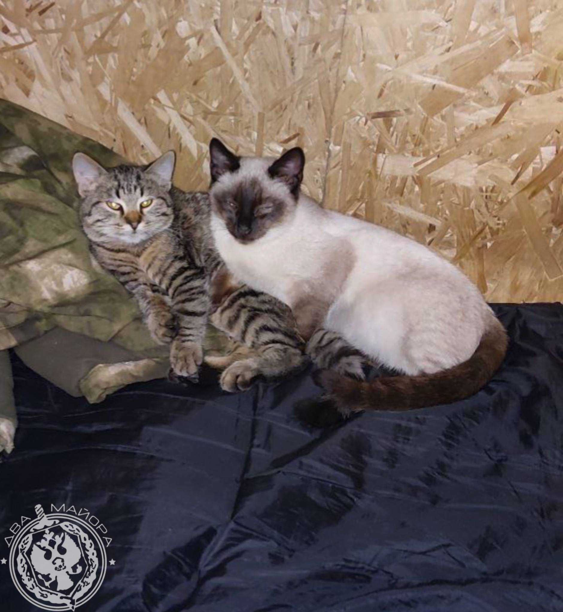 Два майора: Рубрика «Будни солдата» Два майора: Рубрика «Будни солдата»