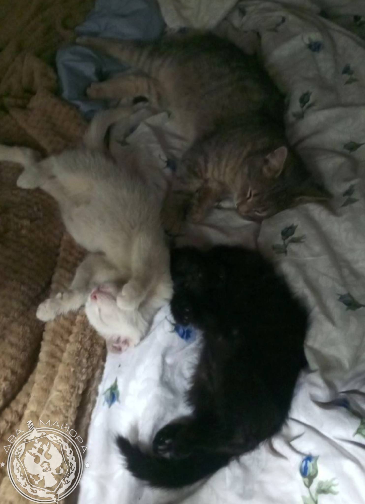 Два майора: Рубрика «Будни солдата» Два майора: Рубрика «Будни солдата»