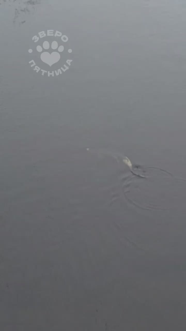 «Лох» удивил петербуржцев, гуляющих вдоль набережной реки Фонтанки