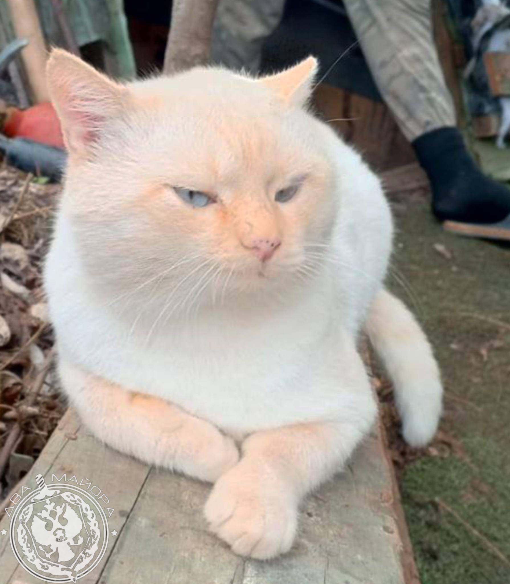 Два майора: Рубрика «Будни солдата» Два майора: Рубрика «Будни солдата»