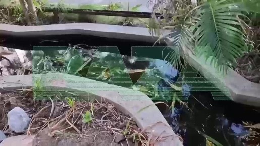 Айтишник из Питера бежал в Таиланд из-за проигранных денег — теперь он сменил имя, пьёт росу и ворует бананы, лишь бы не платить долги