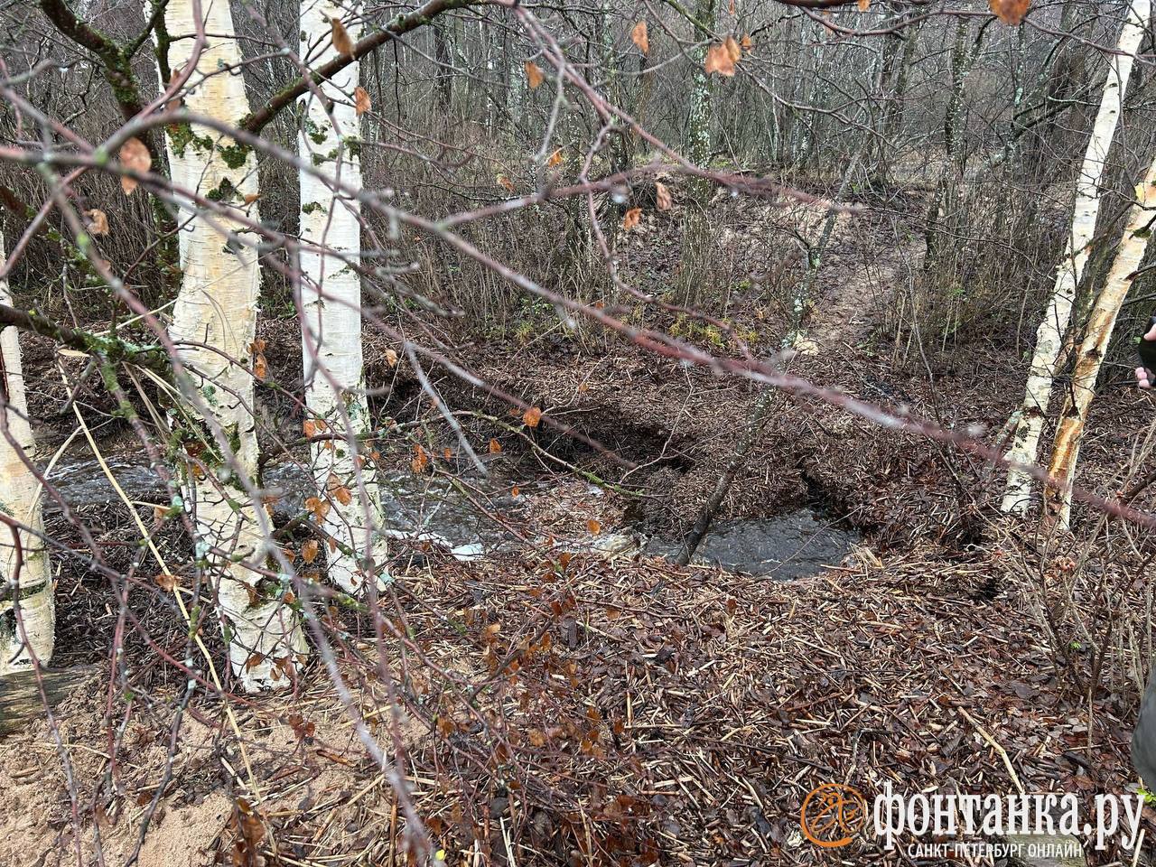 В Тарховке, предположительно, прорвало канализацию, пишет читательница В Тарховке, предположительно, прорвало канализацию, пишет читательница