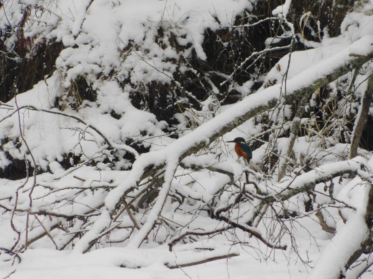 Яркого зимородка заметили в Ленобласти