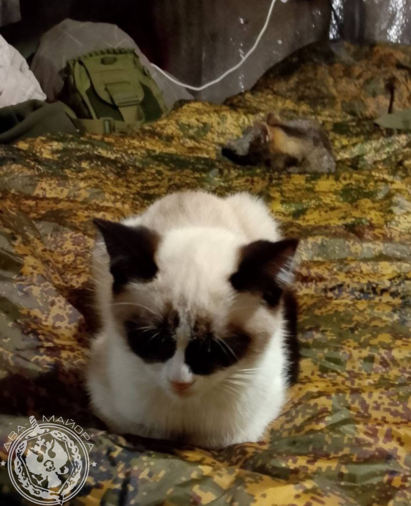 Два майора: Рубрика «Будни солдата» Два майора: Рубрика «Будни солдата»