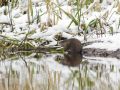 В заповеднике Ленобласти сфотографировали ондатру с мордой "с субтитрами"
