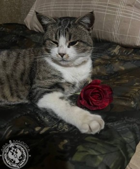 Два майора: Рубрика «Будни солдата»